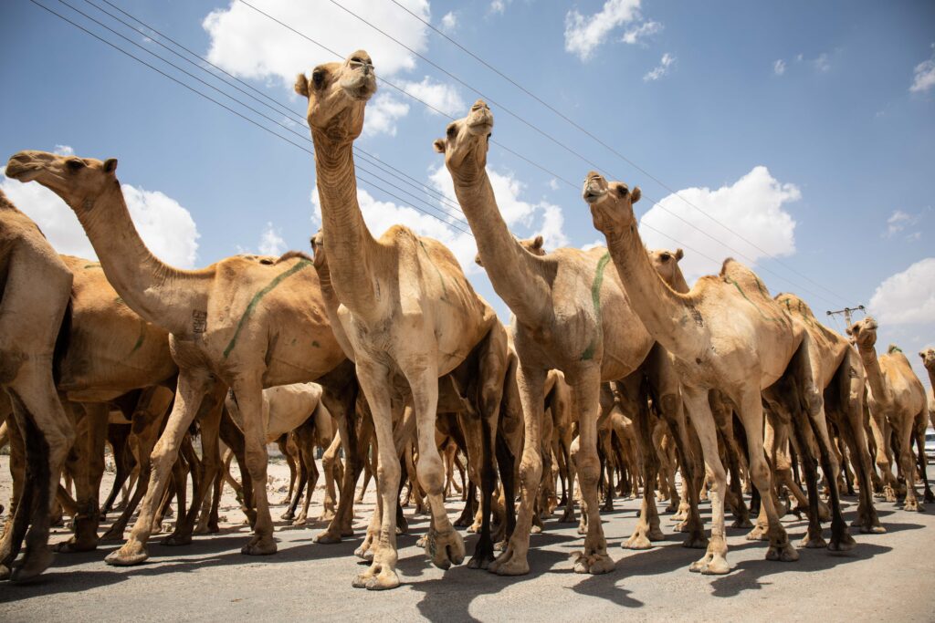 Hopes to Hargeisa